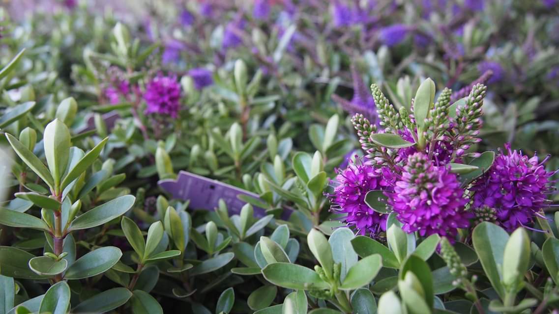 FB_IMG_1566768304708 HEBE ADDENDA 'Donna®' - Obrázek 2