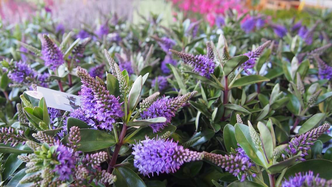 FB_IMG_1566768294959 HEBE ADDENDA 'Donna®' - Obrázek 3