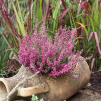 Calluna vulgaris 'Garden Girls'® - P12-Lilli-purpurová červená