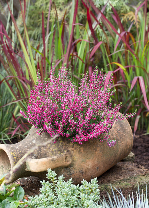 Calluna vulgaris 'Garden Girls'® - Obrázek 2