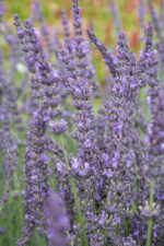 Lavandula x intermedia 'Phenomenal'®