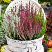 Calluna vulgaris Beauty Ladies Trios®