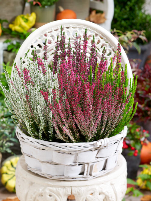 Calluna vulgaris Beauty Ladies Trios® - Obrázek 1