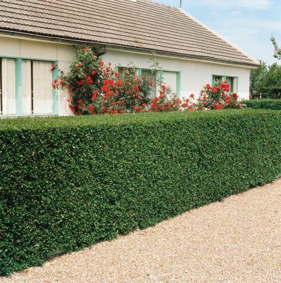 Ligustrum ovalifolium