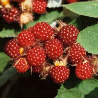 Rubus phoenicolasius