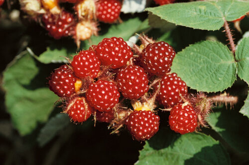 Rubus phoenicolasius - Obrázek 1