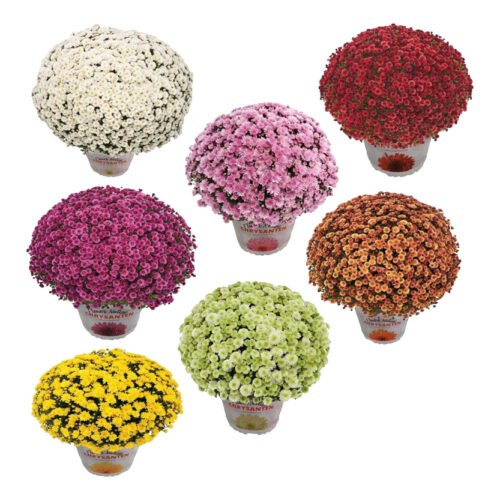 Chrysanthemum indicum 'Premium Jumbo'-mix - Obrázek 1