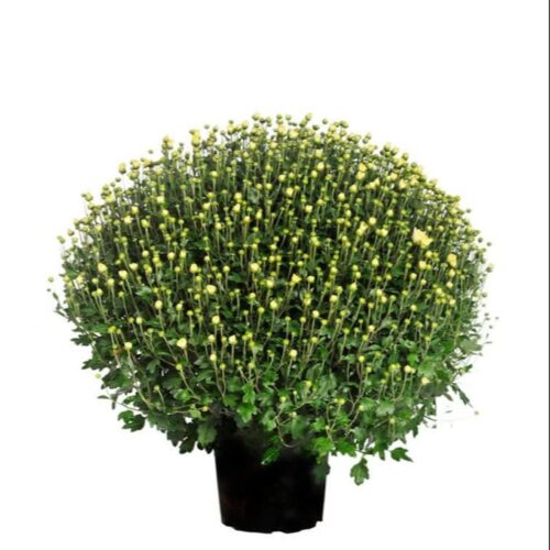 Chrysanthemum indicum 'Premium Jumbo'-mix - Obrázek 2