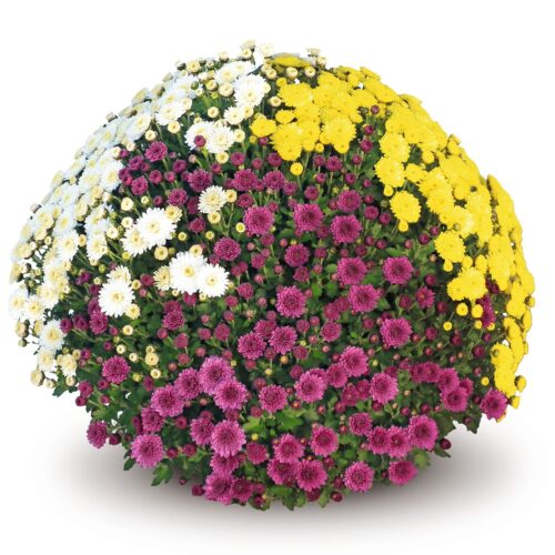 Chrysanthemum indicum 'Trios' - Obrázek 2