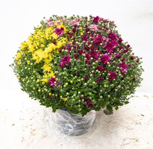 Chrysanthemum indicum 'Trios' - Obrázek 1