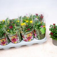 Chrysanthemum indicum 'Swifty Trio', 3 barvy, P 12
