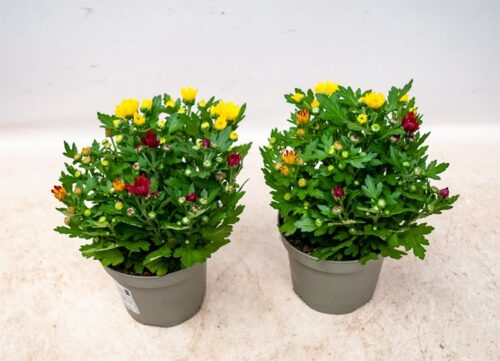 Chrysanthemum indicum 'Swifty Trio', 3 barvy, P 12 - Obrázek 2