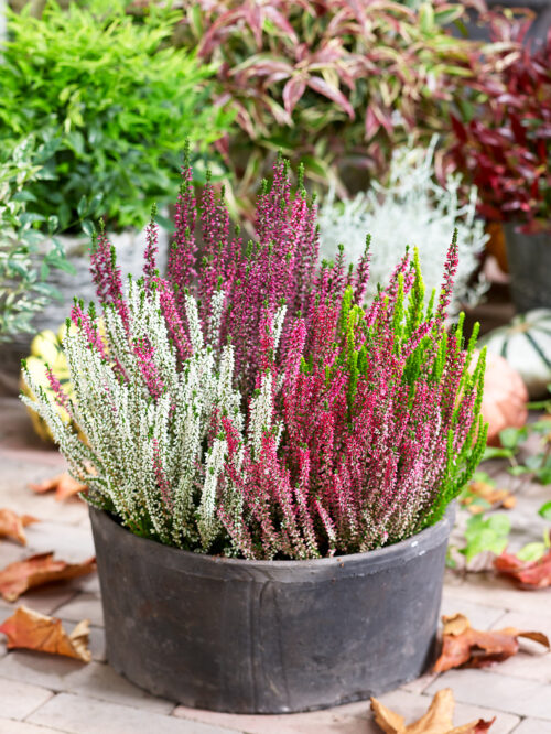 Calluna vulgaris 'Beauty Ladies'® - Obrázek 2