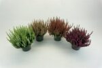 Calluna vulgaris 'Beauty Ladies'® - Obrázek 3