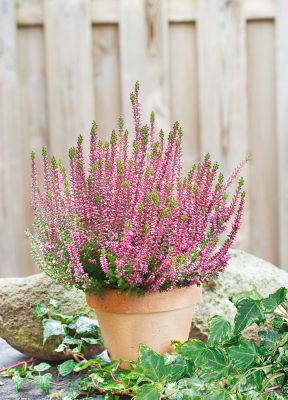 Calluna vulgaris 'Beauty Ladies'®
