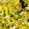 Physocarpus opulifolius 'Dart´s Gold' - C2L-v. 30-40 cm