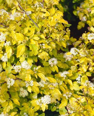 Physocarpus opulifolius 'Dart´s Gold'