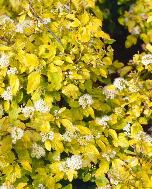 Physocarpus opulifolius 'Dart´s Gold' - Image 1
