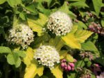 Physocarpus opulifolius 'Dart´s Gold' - Image 2