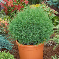Thuja occ. 'Mr. Bowling Ball'