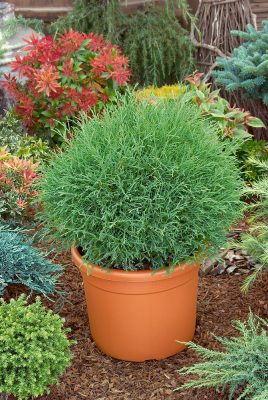 Thuja occ. 'Mr. Bowling Ball'