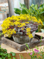 Sedum spathulifolium Purpureum, P 13 - Obrázek 2