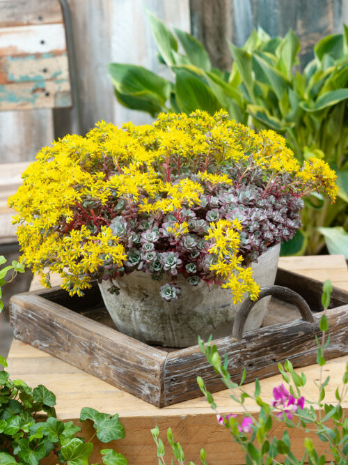 Sedum spathulifolium Purpureum, P 13 - Obrázek 2