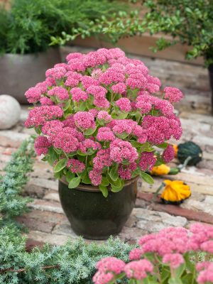 Sedum telephium 'Herbstfreude'