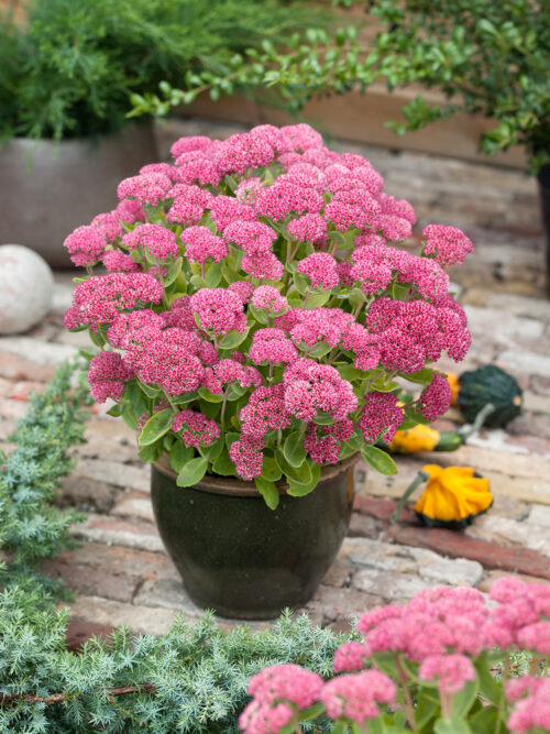 Sedum telephium 'Herbstfreude' - Image 1
