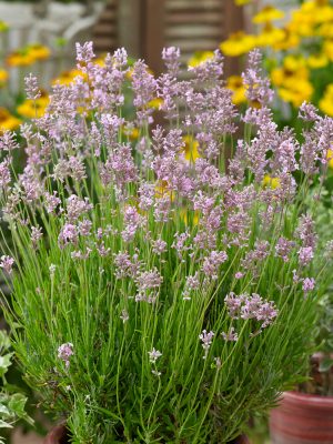 Lavandula angustifolia 'Rosea'