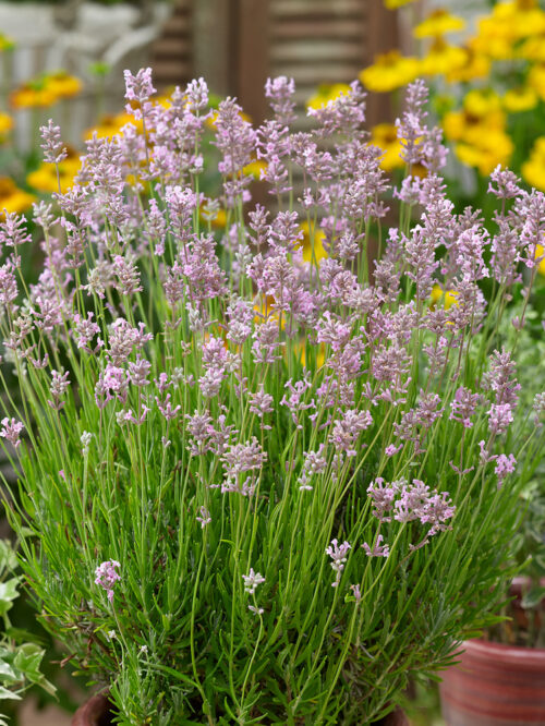 Lavandula angustifolia 'Rosea' - Obrázek 1