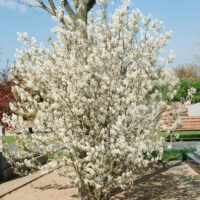 Amelanchier lamarckii