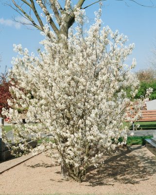 Amelanchier lamarckii