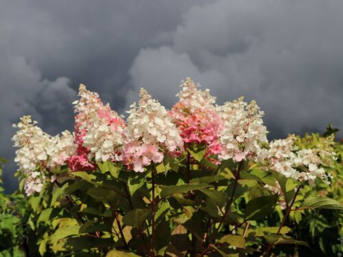 Hydrangea paniculata 'Candlelight'® - Image 1