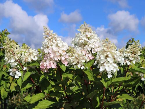 Hydrangea paniculata 'Candlelight'® - Image 2
