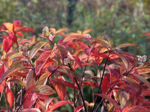 Hydrangea paniculata 'Candlelight'® - Image 3
