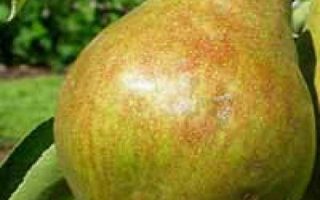 Hrušeň 'Gieser Wildeman'-samosprašná