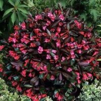 Weigela florida  'Minor Black' 20–30 cm
