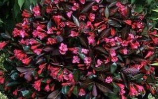 Weigela florida  'Minor Black' 20–30 cm