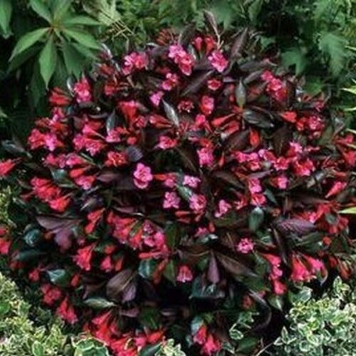 Weigela florida  'Minor Black' 20–30 cm - Obrázek 1
