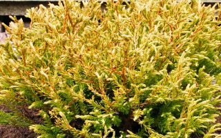 Thuja occ. 'Golden Tuffet'