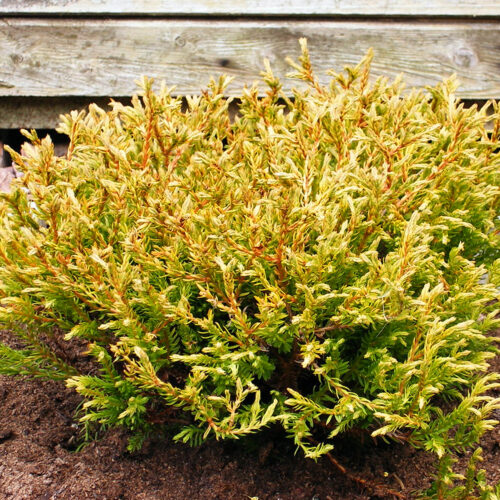 Thuja occ. 'Golden Tuffet' - Obrázek 1