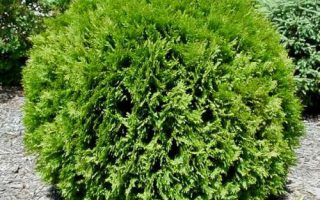 Thuja occ. 'Little Giant'
