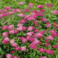 SPIRAEA JAPONICA 'ANTHONY WATERER' 20–30 cm