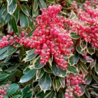 Pieris jap. 'Ralto' 20–30 cm