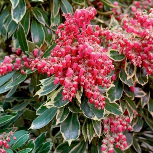 Pieris jap. 'Ralto' 20–30 cm - Obrázek 1