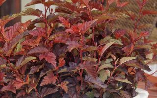 Physocarpus opulifolius 'Little Angel'