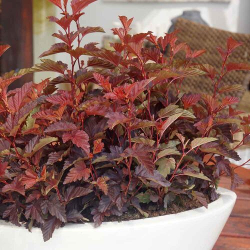 Physocarpus opulifolius 'Little Angel' - Obrázek 1