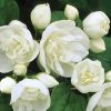Philadelphus coronarius 'Virginal' - Kontejner 2,5 l, v. 20-30 cm