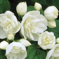 Philadelphus coronarius 'Virginal'